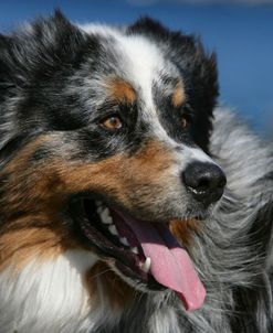 Australian Shepherd 48