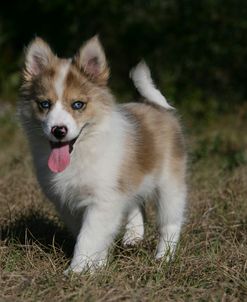 Australian Shepherd 59