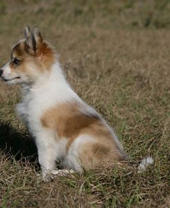 Australian Shepherd 60