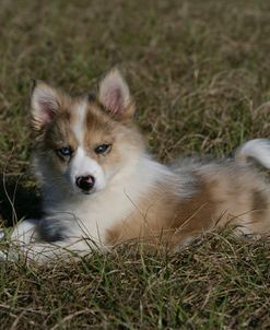 Australian Shepherd 61