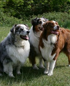 Australian Shepherd 62