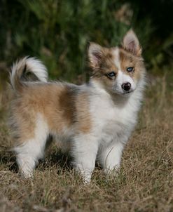 Australian Shepherd 55