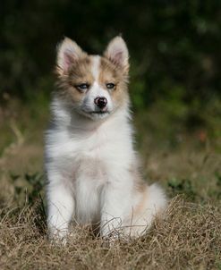 Australian Shepherd 56