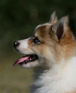 Australian Shepherd 57