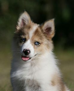 Australian Shepherd 58