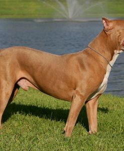 Pit Bull Terrier 07