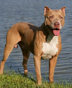 Pit Bull Terrier 08