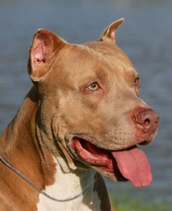 Pit Bull Terrier 09