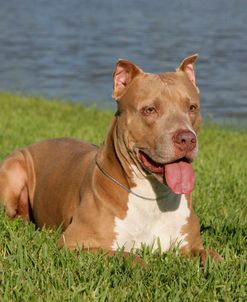 Pit Bull Terrier 10