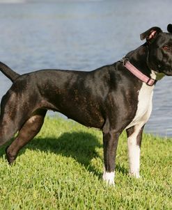 Pit Bull Terrier 11