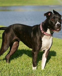 Pit Bull Terrier 12