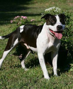 Pit Bull Terrier 04