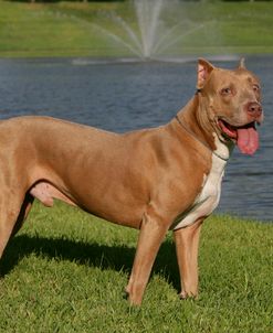 Pit Bull Terrier 06