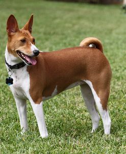 Basenji 01