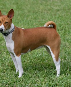 Basenji 02