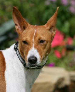 Basenji 07