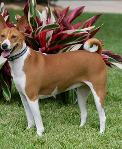 Basenji 08