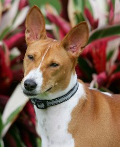 Basenji 09