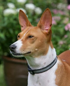 Basenji 11