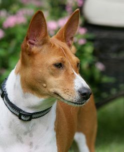 Basenji 12