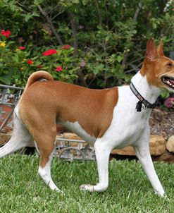 Basenji 03