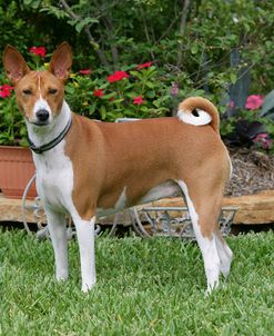 Basenji 04