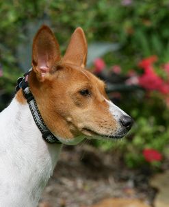 Basenji 05