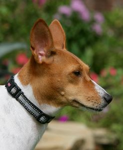 Basenji 06