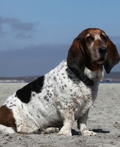 Basset Hound 05