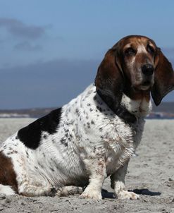 Basset Hound 06