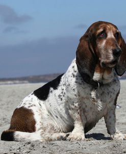 Basset Hound 07