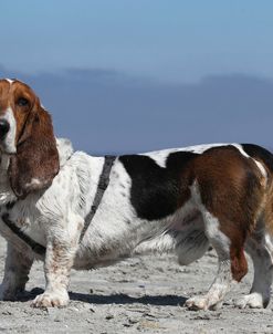 Basset Hound 08