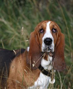 Basset Hound 09