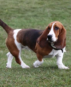 Basset Hound 10