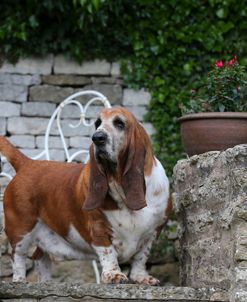 Basset Hound 01