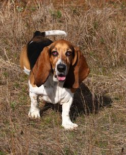 Basset Hound 02