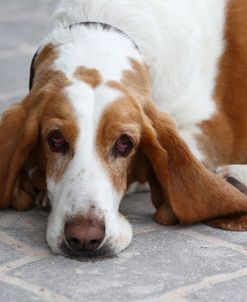 Basset Hound 03