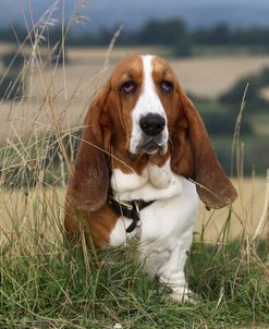 Basset Hound 16