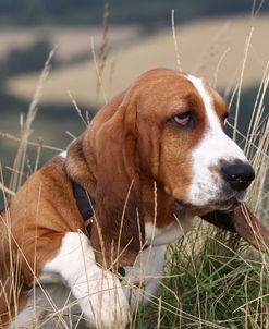 Basset Hound 17