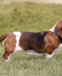 Basset Hound 18