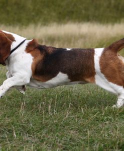 Basset Hound 19