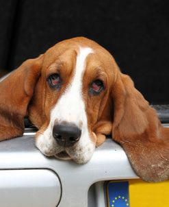 Basset Hound 20