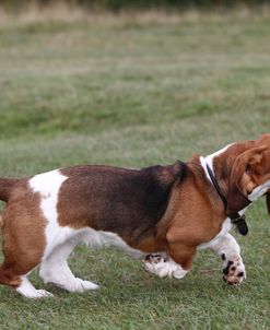 Basset Hound 11