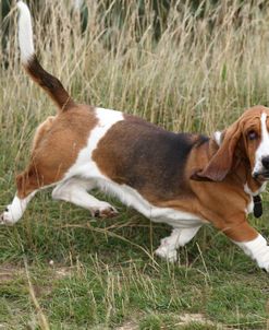 Basset Hound 12