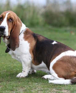 Basset Hound 13