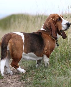 Basset Hound 14