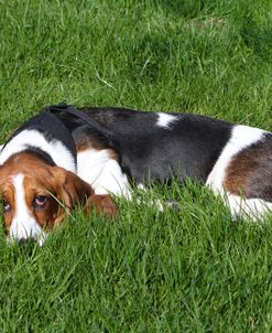 Basset Hound 25