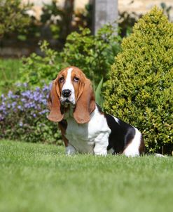 Basset Hound 26