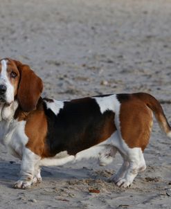 Basset Hound 27