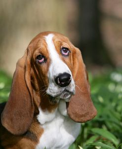 Basset Hound 28